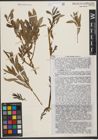 Foto von Salix tenuijulis Ledeb.